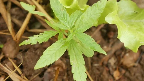 Marijuana green plants. Stock Footage 147519973