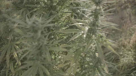 Marijuana grow opperation Vídeo Stock 37256367