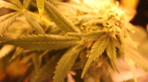 Marijuana grow room Stock Footage 35733298