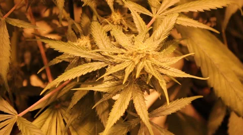 Marijuana grow room Stock Footage 35733565