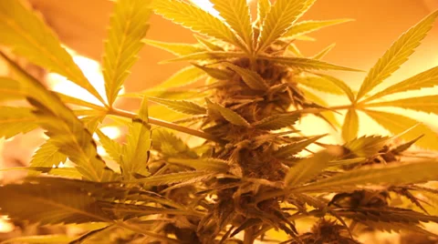 Marijuana grow room Stock Footage 35733679