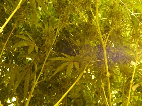 Marijuana Grow Room Stock Footage 80268621