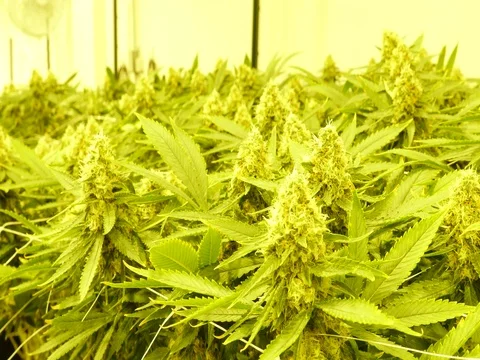 Marijuana Grow Room Stock Footage 80268717