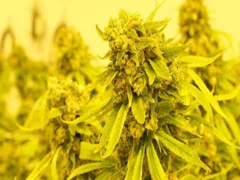 Marijuana Grow Room Stock Footage 80269554