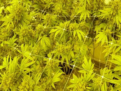 Marijuana Grow Room Stock Footage 80269922