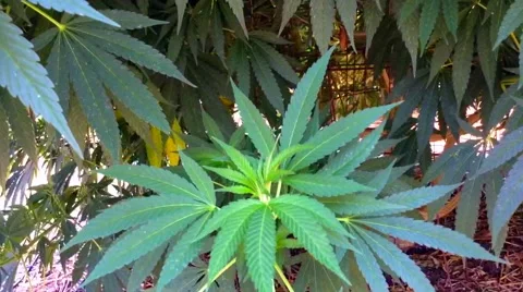 Marijuana growing in a field, closeup Vidéo 55167138