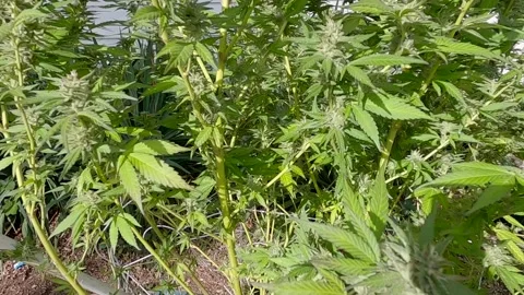 Marijuana growing Stock Footage 139670267