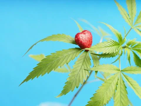 Marijuana growing plant hemp red heart sign. cannabis love 스톡 사진