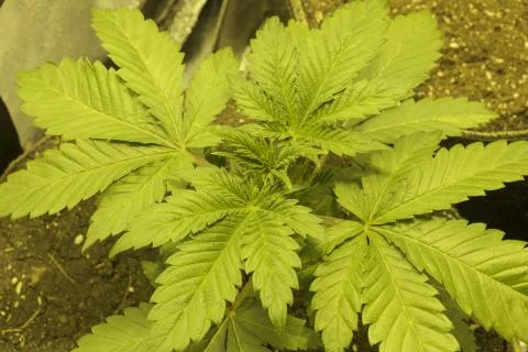 Marijuana growing towards the lights. indoor marijuana plant growing. Foto stock