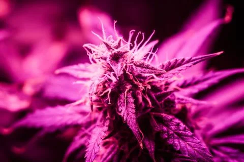 Marijuana growing under artificial LED lamps light artificial. A large bud ca 스톡 사진