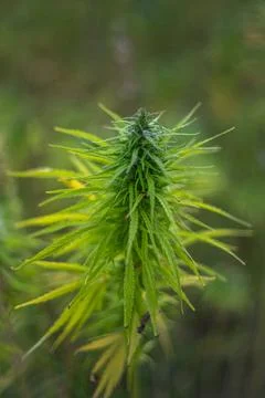 Marijuana grows on a field Stock Photos