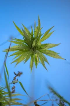 Marijuana grows on a field Stock Photos