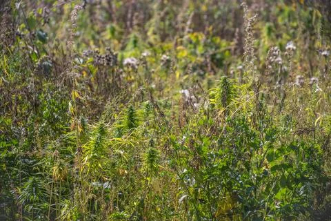 Marijuana grows on a field Stock Photos