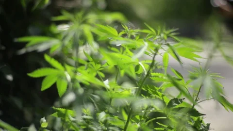 Marijuana grows on the side of the road Stock Footage 128204886