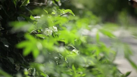 Marijuana grows on the side of the road Stock Footage 128206212