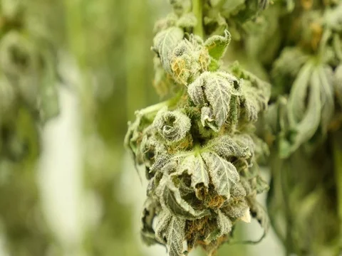 Marijuana Hanging, Curing Stock Footage 80269712