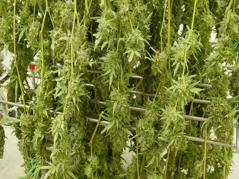 Marijuana Hanging, Curing Stock Footage 80269949