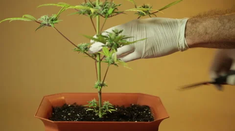 Marijuana harvest 動画素材 42998444