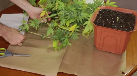 Marijuana harvesting 库存影片 45160618