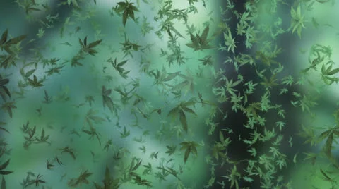 Marijuana heavy rain Stock Footage 25844717