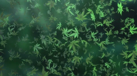 Marijuana heavy rain Stock Footage 25847901