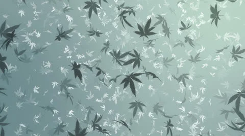 Marijuana heavy rain Stock Footage 25849040