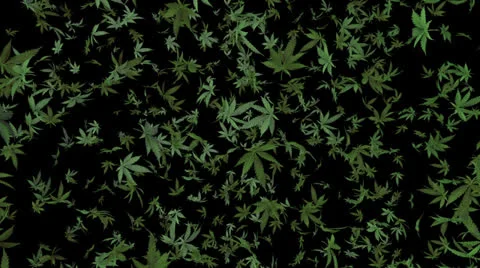 Marijuana heavy rain Stock Footage 25849071