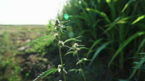 Marijuana hemp bush close up Stock Footage 150917213