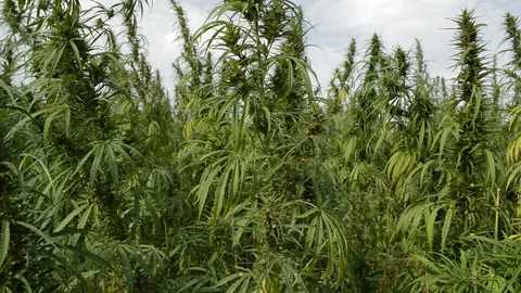 Marijuana, hemp field Stock Footage