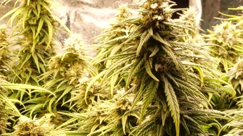 Marijuana Hemp Pot Buds Stock Footage 167702370
