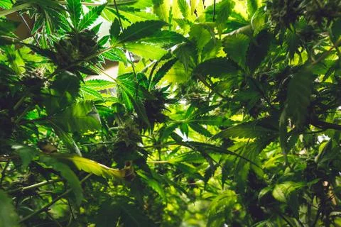 Marijuana jungle Stock Photos