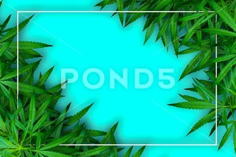Marijuana leaf and hemp oil pictures dark background, beautiful background Stock Photos