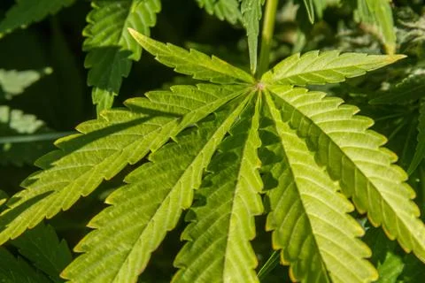 Marijuana leaf close-up Photos