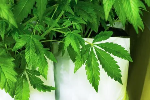 Marijuana leaf close-up on a white background pot. Growing cannabis in pots Stock Photos