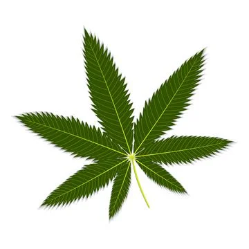 Marijuana leaf color isolated vector illustration on white background Stock Illustration