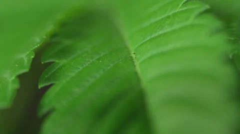 Marijuana leaf detail 動画素材 46828542