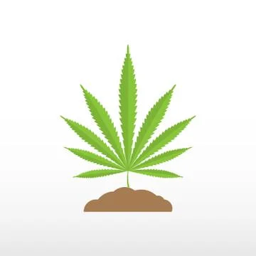 Marijuana leaf in the earth on white background. Stock Illustration