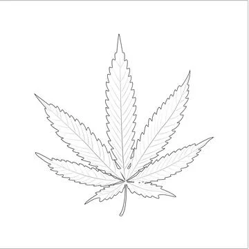 Marijuana leaf excursion on white background. Growing cannabis Stock Illustration