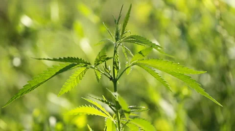 Marijuana leaf Stock Footage 6724470