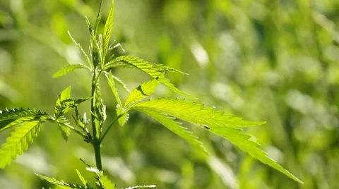 Marijuana leaf Video stock 7732616