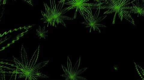Marijuana Leaf Stock Footage 43766425