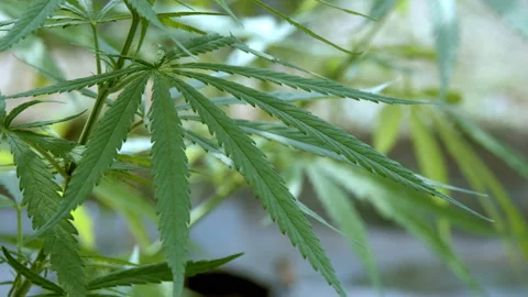 Marijuana Leaf Video stock 151335413