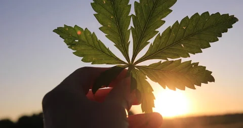 Marijuana leaf in hand on sunset sky background. Stock Footage 132021657
