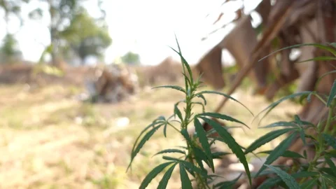 Marijuana leaf handle on the tree Stock-Footage 104737473