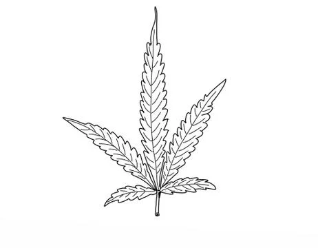 A marijuana leaf Stock Illustration