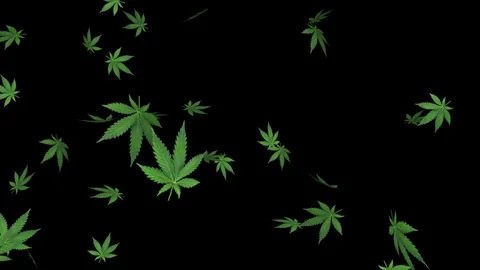 Marijuana leaf - loop, 4K, alpha channel included Stock Footage 84043262