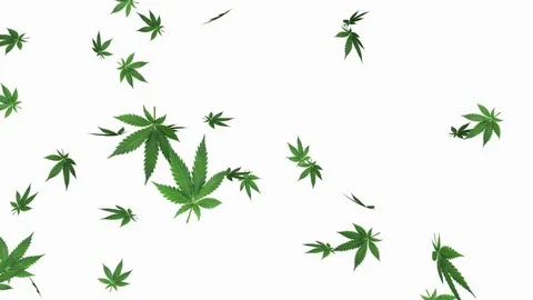 Marijuana leaf - loop, 4K, alpha channel included Stock Footage 84043319