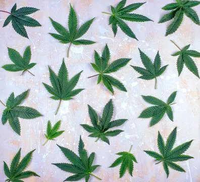 MArijuana leaf pattern on white Stock Photos