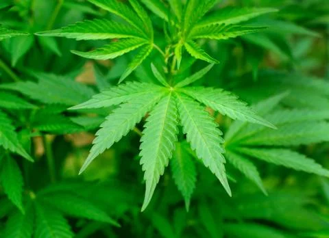 Marijuana leaf Stock Photos