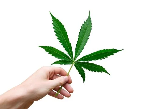 Marijuana leaf Stock Photos